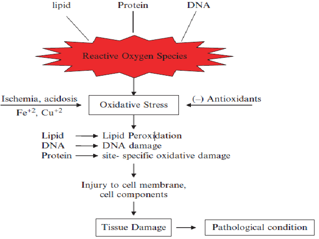 Pathogenesis of tissue damage