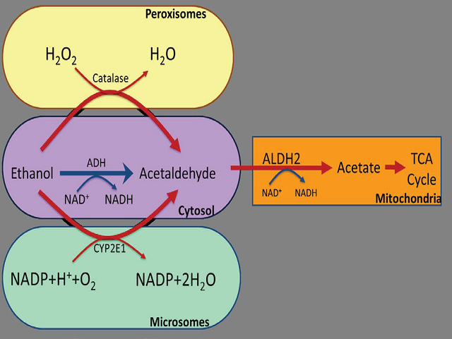 Schematic representation of oxidative metabolism of ethanol.