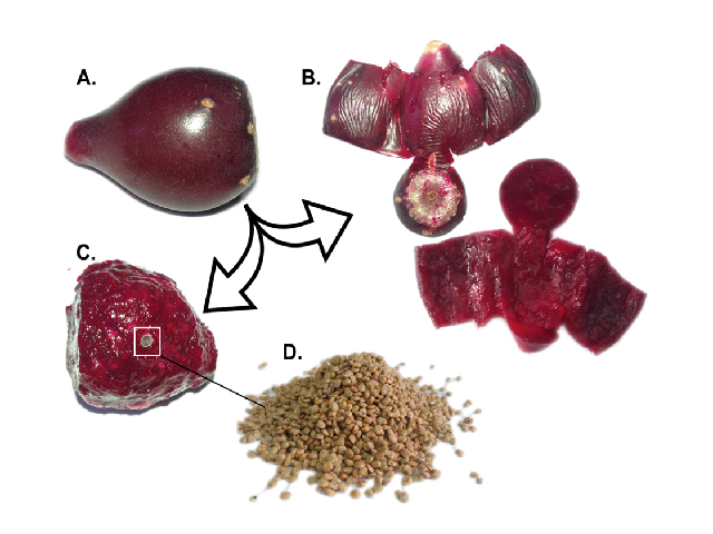 Composition of Opuntia stricta Haw. fruit. A. Fruit, B. Fruit peel, C. Fruit pulp, D. Seeds