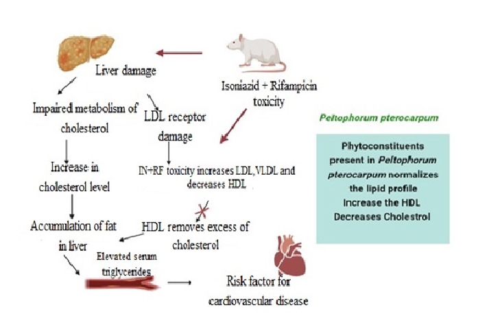 Schematic diagram of the mechanism of the extract of P. pterocarpum leaves and bark.