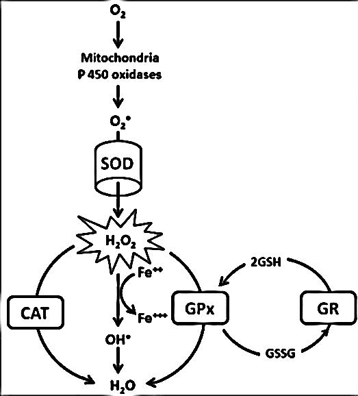 Action of enzymatic antioxidants on free radicals